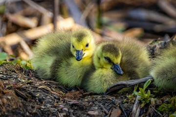 Close-Up Portrait of Yellow Canadian Goslings Resting