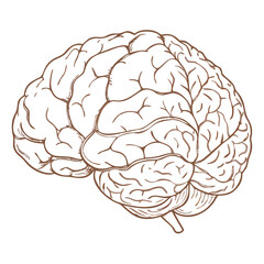 Detailed Top View of a Vintage Hand-Drawn Brain Illustration Showcasing Intricate Anatomy and Design Elements Generative AI
