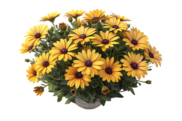 Vibrant Golden Osteospermum Flowers in a Decorative Pot on Black Background, Close-up