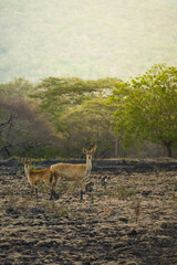 deer in the forest