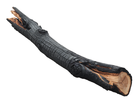 Close up of a charred tree log after a fire isolated on a transparent background