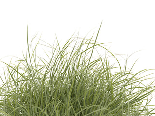 Fototapeta premium Lush green grass blades growing against a clean white backdrop perfect for natural design elements