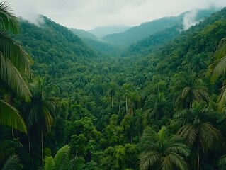 Lush Tropical Rainforest Valley Aerial View of Verdant Palms and Mountains