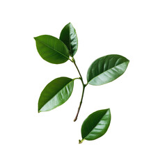 Fototapeta premium Fresh green leaves on stem