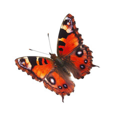 A vibrant butterfly in flight