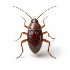 Dark Brown Beetle on White Background