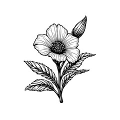 Elegant botanical illustration showcasing a delicate flower with intricate details