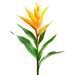 Vibrant Tropical Flower