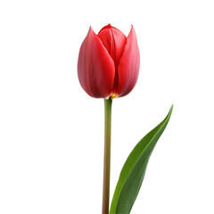 Fototapeta premium Single vibrant red tulip