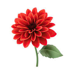 Vibrant Red Dahlia