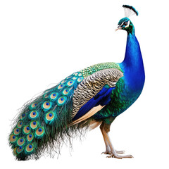 Obraz premium Majestic peacock, vibrant plumage