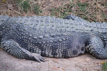 Close up crocodile body natural on background