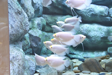 Giant Gourami Albino swimming in aquarium