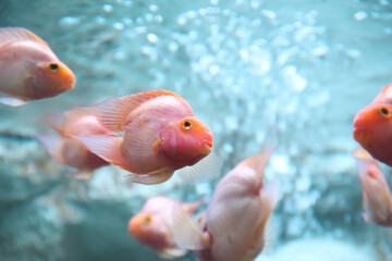 Blood parrot cichlid fish in blue water background