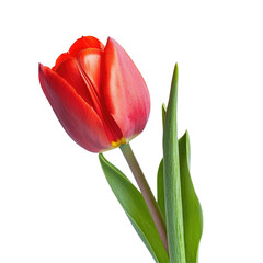 Single Red Tulip Close-Up