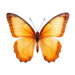 Fototapeta premium Orange Butterfly Close-up