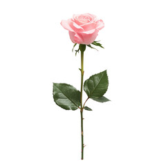 Fototapeta premium Single Pink Rose (1)