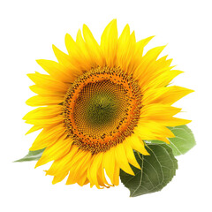Obraz premium Vibrant sunflower close-up (1)
