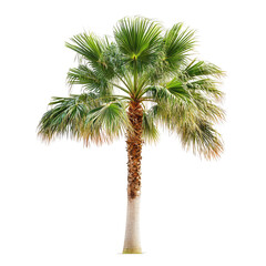 Palm Tree Isolated