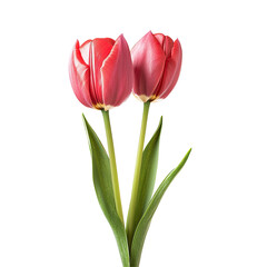 Fototapeta premium Two Pink Tulips