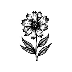 Monochromatic Floral Illustration with Precise Lines and Delicate Shading Technique