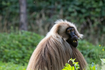 gelada