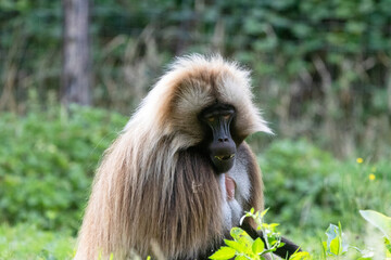 gelada
