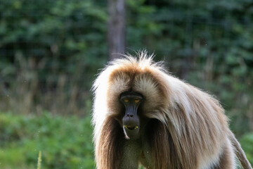 gelada