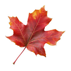 Obraz premium Autumn leaf, vibrant colors