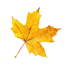 Obraz premium Autumn leaf, vibrant gold hue