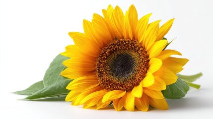 Fototapeta premium Bright and Vibrant Sunflower Close-Up with Green Leaves on a Soft White Background Capturing the Beauty of Nature and Floral Design Elements