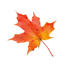 Naklejka premium Autumn leaf, vibrant colors