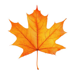 Obraz premium Autumn Maple Leaf (1)