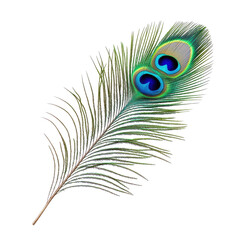 Obraz premium Detailed peacock feather, vibrant colors