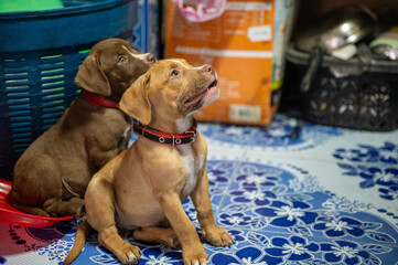 Two playful puppies waiting for treats in a cozy indoor setting during the afternoon