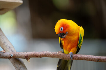 Vibrant sun conure perched on a branch, enjoying a snack in a lush garden setting
