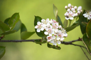 Wild Chokeberry Flowers Blooming in Natural Habitat