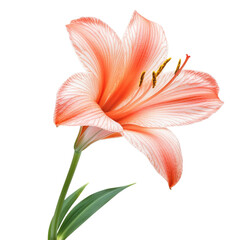 Peachy Lily Blossom Closeup