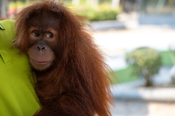 Caring interaction between a caretaker and a young orangutan at a wildlife sanctuary in the...