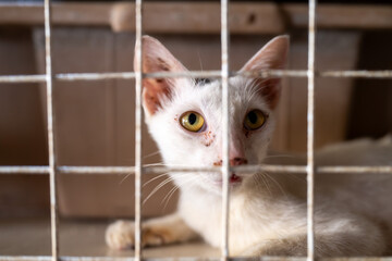 Curious white cat with yellow eyes peering through a cage at a shelter during daylight