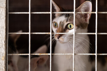 Cat looking through a cage during adoption event in a shelter revealing its curiosity and playful spirit