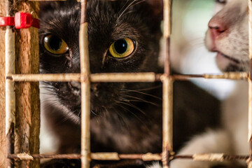 Black cat with striking yellow eyes peering through a metal cage while another cat is partially visible beside it