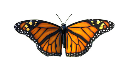 Fototapeta premium Stunningly Detailed Monarch Butterfly with Vibrant Orange Wings Captured in 4K Resolution