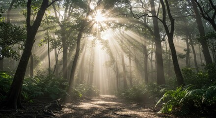 Sunbeams Through Misty Forest Path