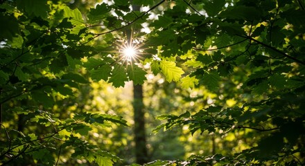 Fototapeta premium Sunlight Through Green Oak Leaves in Forest