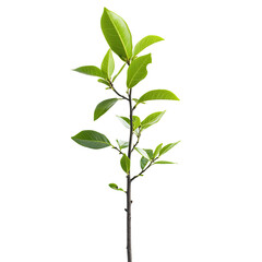 Obraz premium Young plant with vibrant leaves
