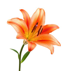 Naklejka premium Vibrant orange lily close-up