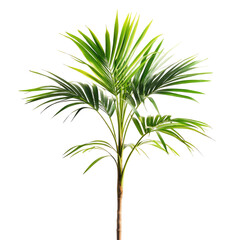 Fototapeta premium Tropical palm tree with vibrant green fronds