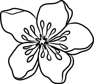 recommend clip art: Free hand Sakura flower vector set, Beautiful line art Peach blossom isolate on white background.Cherry blossom illustration set.Element for weding card or printing on backdrop.