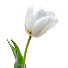 Obraz premium White tulip close-up
